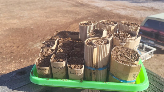 Starting Seedlings the Simple Way: Using Paper Towel Rolls for the Garden