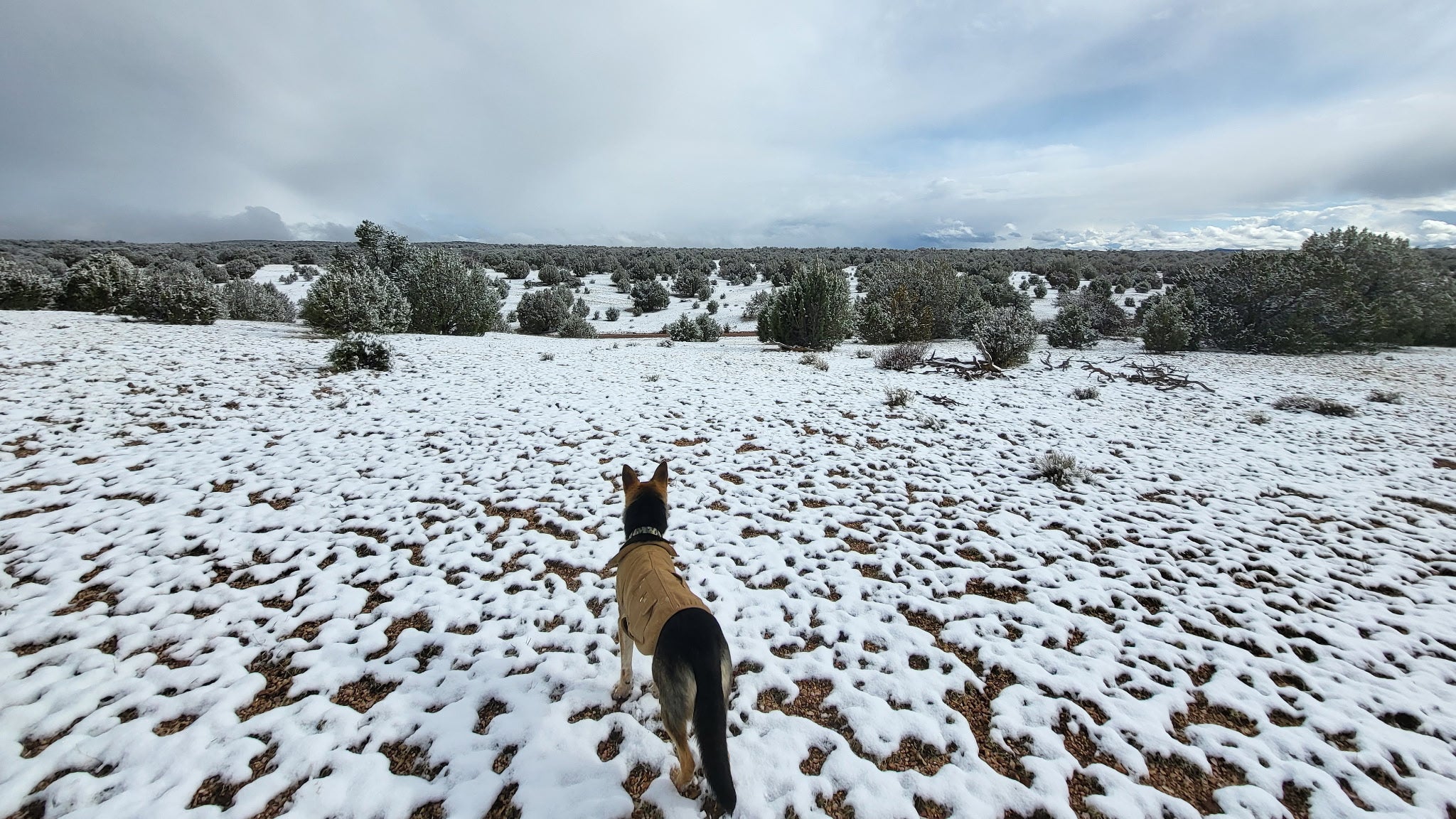 Dog standing on a snow-covered landscape with trees and a cloudy sky.
