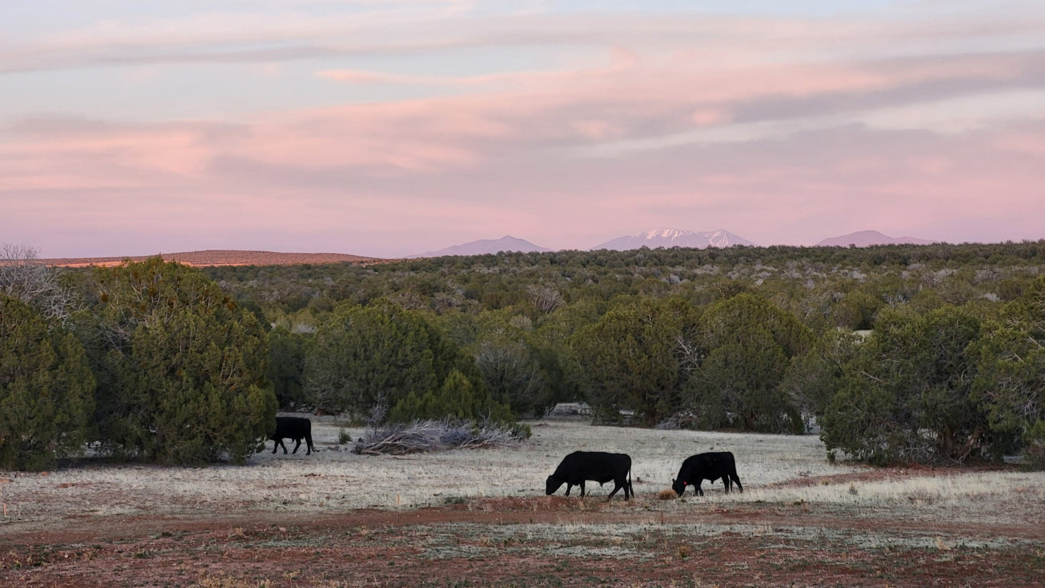 Three cows grazing in a field with a pink and blue sky at sunset.